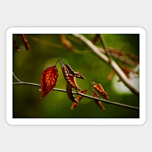 Dry Red Leaves Magnet